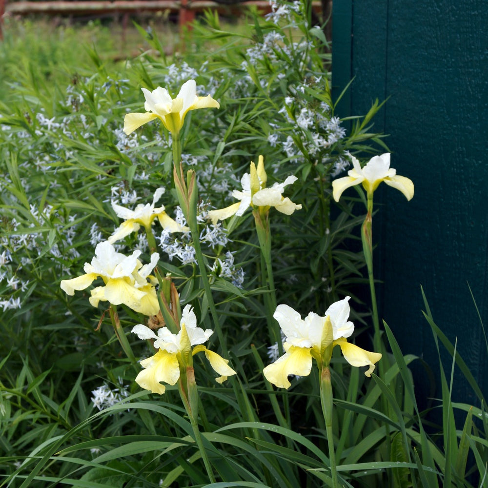 Sibirische Schwertlilie Butter and Sugar - Iris sibirica 'butter and sugar' - Bakker