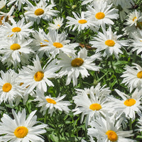 Margariten Sweet Daisy Rebecca - Leucanthemum sweet daisy 'rebecca' - Bakker