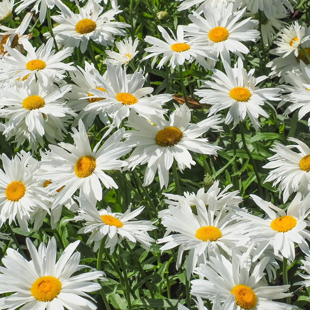Margariten Sweet Daisy Rebecca - Leucanthemum sweet daisy 'rebecca' - Bakker