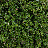 Heckenmyrte - Lonicera nitida - Bakker