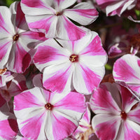 Flammenblume Bambini Candy Crush - Phlox paniculata Bambini ® Candy Crush - Bakker