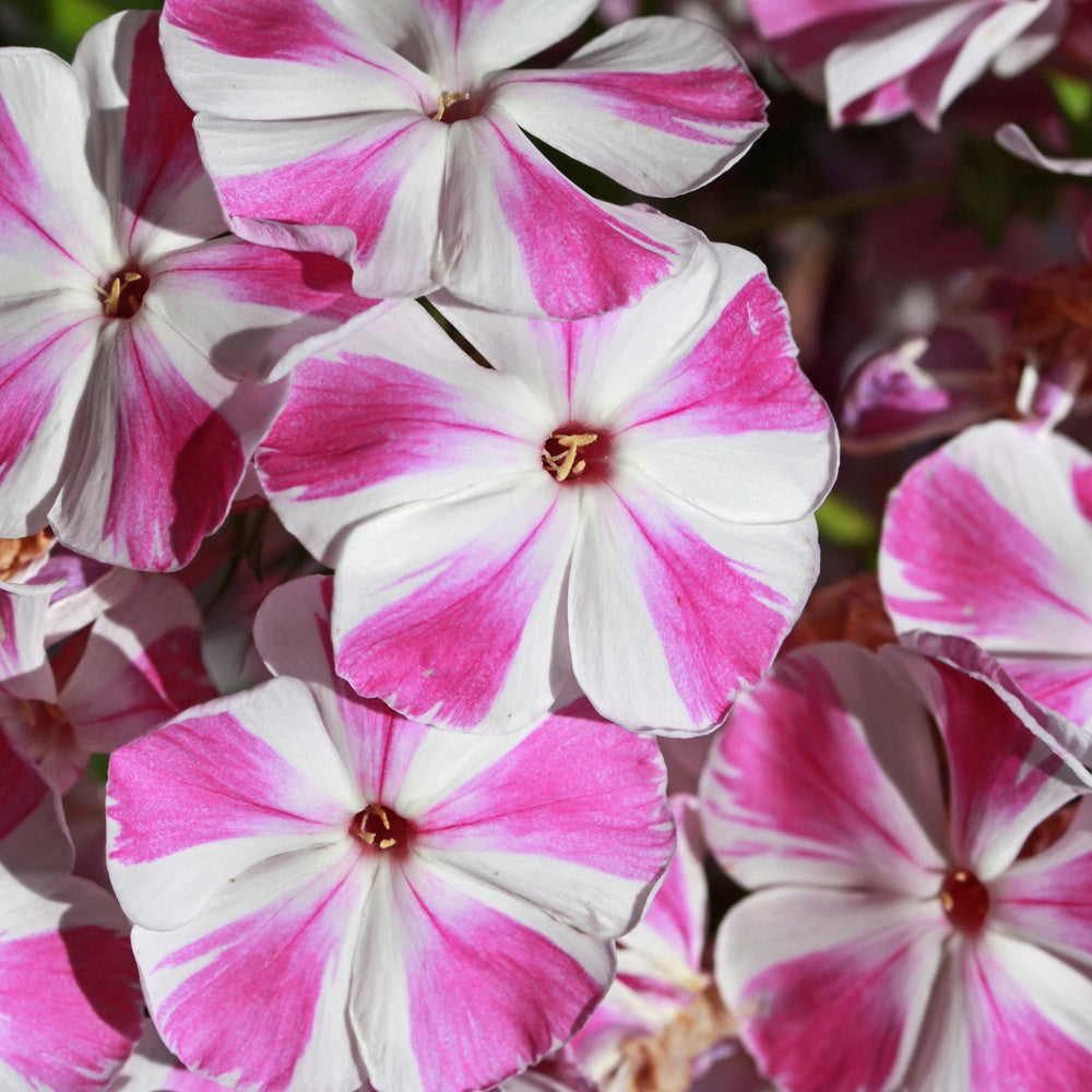 Flammenblume Bambini Candy Crush - Phlox paniculata Bambini ® Candy Crush - Bakker