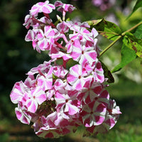 Flammenblume Bambini Candy Crush - Bakker