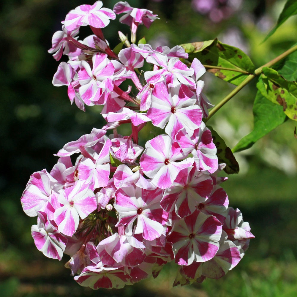 Flammenblume Bambini Candy Crush - Bakker