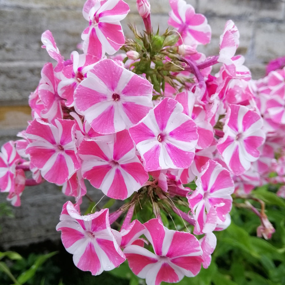Flammenblume Peppermint Twist - Bakker