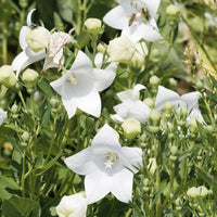 Ballonblume 'Albus' - Platycodon grandiflorus albus - Bakker