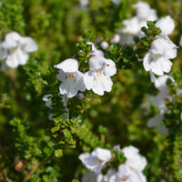 Australische Minze (Prostanthera) - Prostanthera cuneata - Bakker