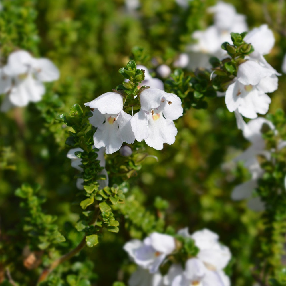 Australische Minze (Prostanthera) - Prostanthera cuneata - Bakker