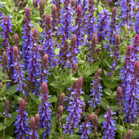Steppen-Salbei ‘Sensation Deep Blue’ - Bakker