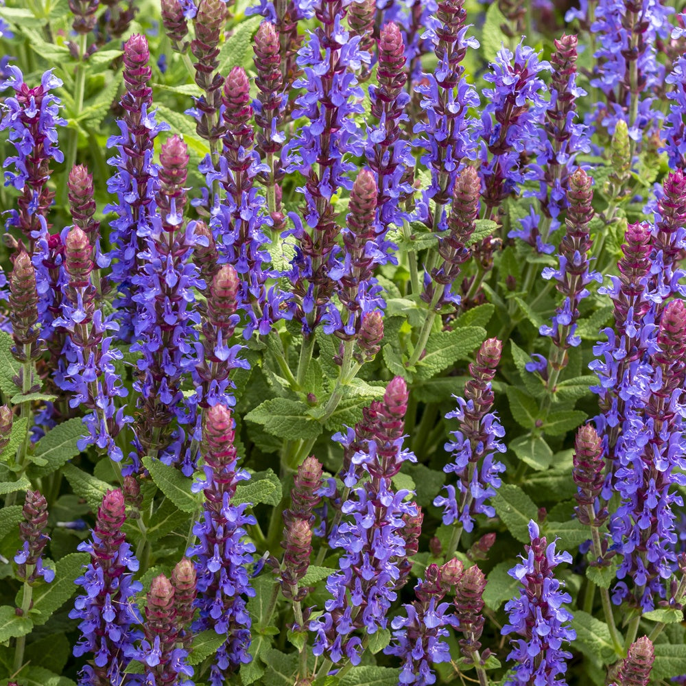 Steppen-Salbei ‘Sensation Deep Blue’ - Bakker