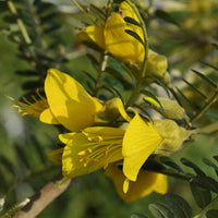 Balkonblumen - Kleinblättrige Sophora ‘Sun King’ - Sophora microphylla Sun King