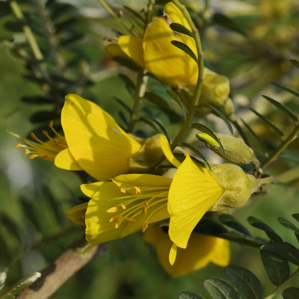 Balkonblumen - Kleinblättrige Sophora ‘Sun King’ - Sophora microphylla Sun King