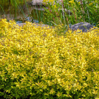 Japanischer Spierstrauch 'Goldmound' - Bakker