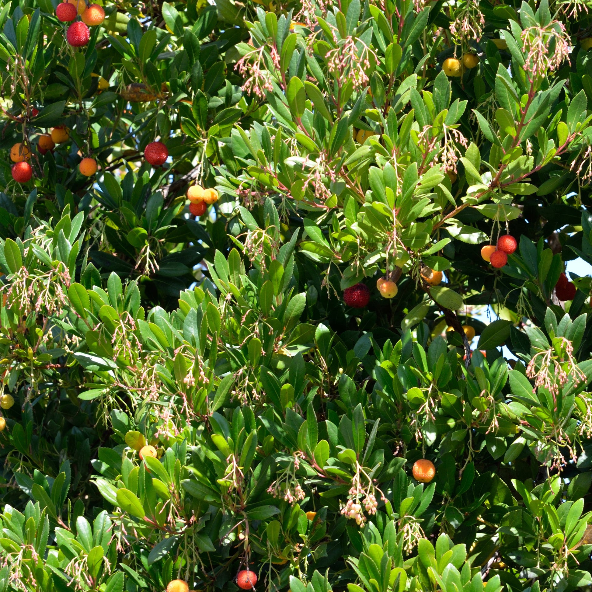 Erdbeerbaum Atlantic - Arbutus unedo Atlantic - Bakker
