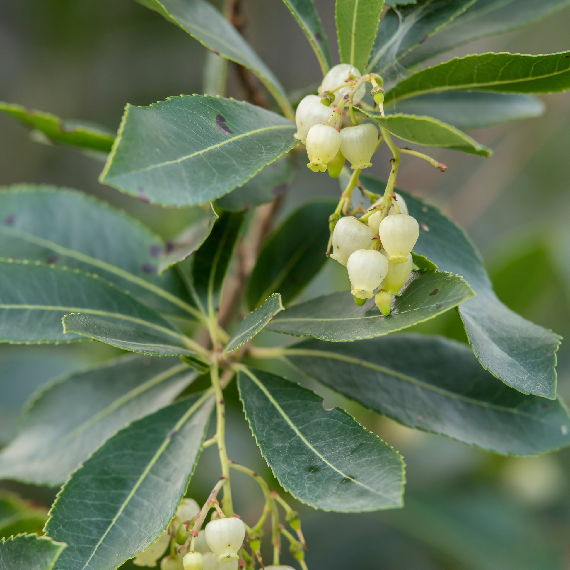 Arbutus unedo Atlantic - Erdbeerbaum Atlantic - Andere Obstbäume und Sträucher