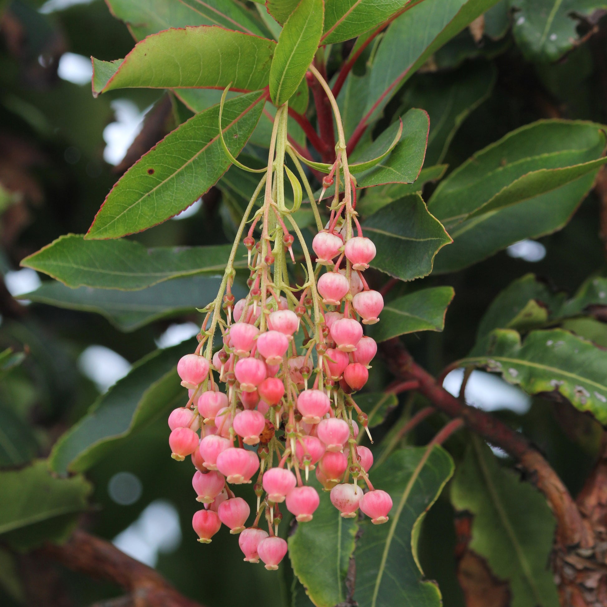 Erdbeerbaum Rubra - Arbutus unedo 'rubra' - Bakker