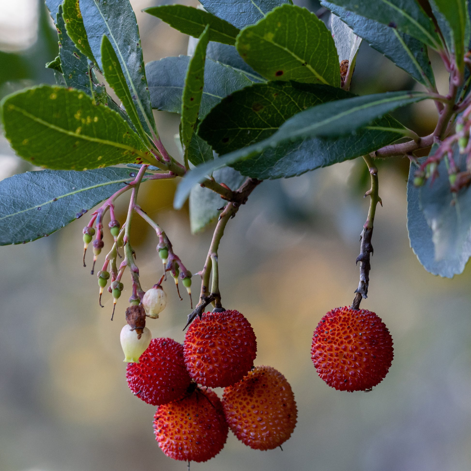 Arbutus unedo 'rubra' - Erdbeerbaum Rubra - Andere Obstbäume und Sträucher