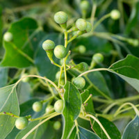 Bäume - Kampferbaum - Cinnamomum camphora