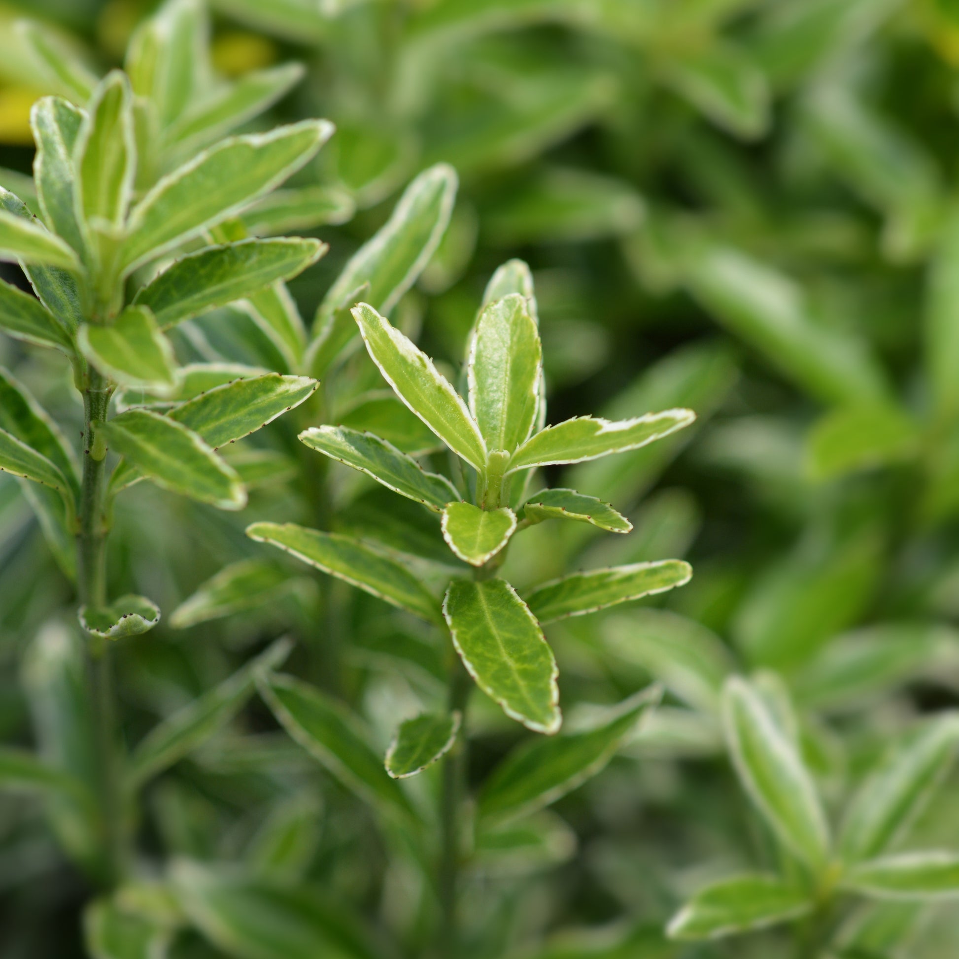 Japanischer Spindelstrauch Microphyllus Albovariegatus - Euonymus japonicus microphyllus Albovariegatus - Bakker