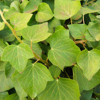 Algerischer Efeu 'Alger' - Hedera algeriensis Alger - Bakker