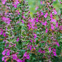 Gamander (Teucrium) - Bakker