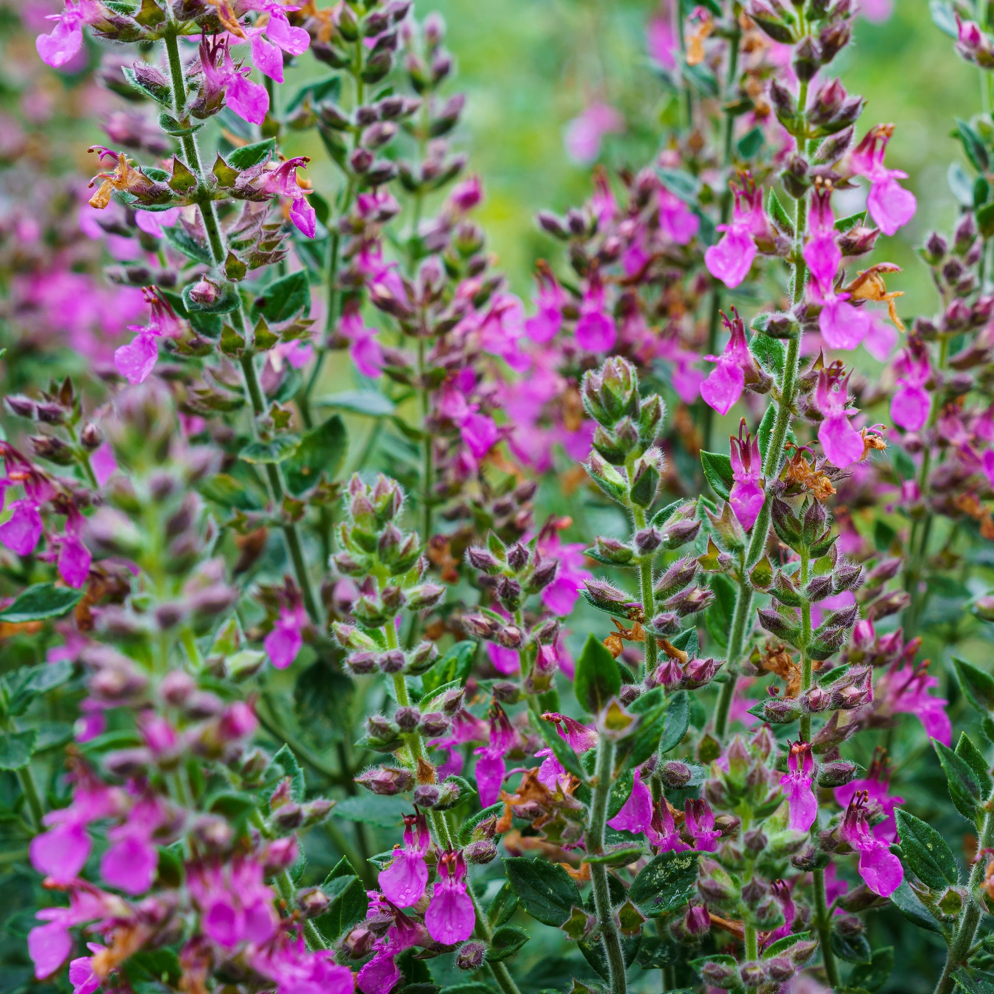 Gamander (Teucrium) - Bakker