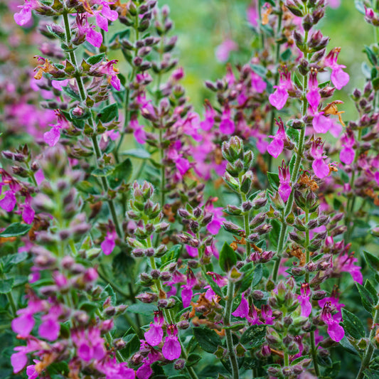 Gamander (Teucrium) - Bakker