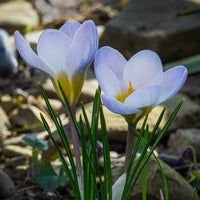 Krokus 'Blue Pearl' (x10) - Crocus biflorus 'Blue Pearl' - Bakker