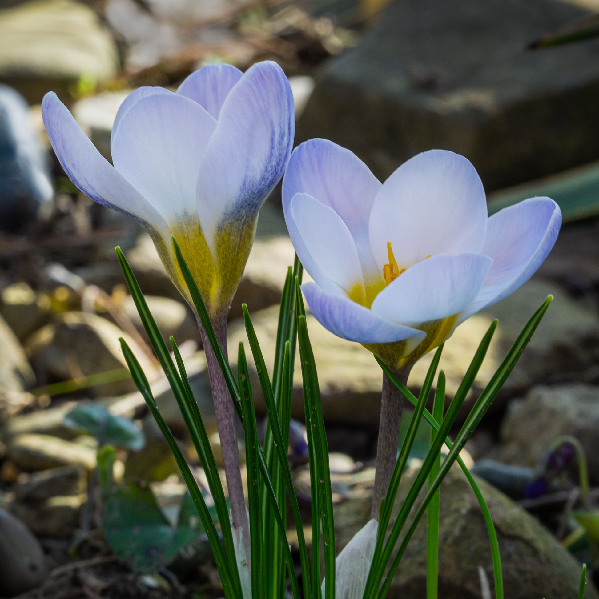 Krokus 'Blue Pearl' (x10) - Crocus biflorus 'Blue Pearl' - Bakker