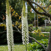 Steppenlilie White Romance - Bakker