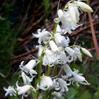 Hyazinthen-Zwiebeln - Spanisches Hasenglöckchen weiß (x10) - Hyacinthoides 'hispanica white'