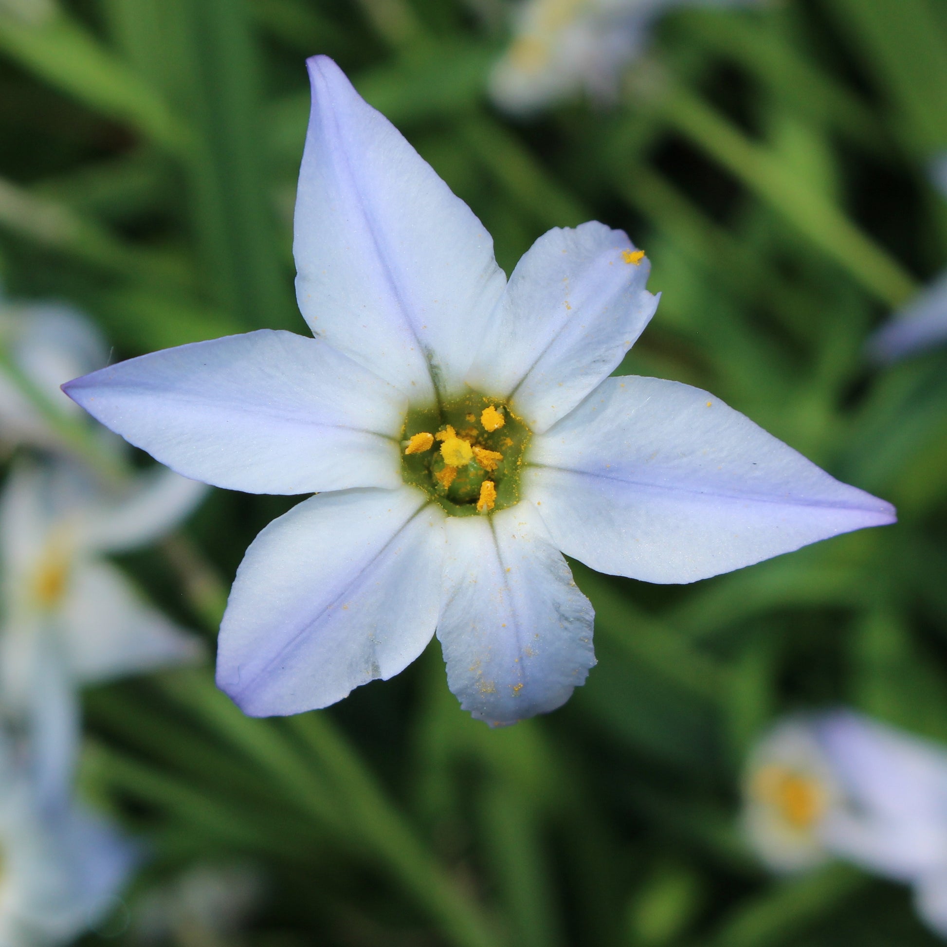 Ipheion uniflorum 'wisley blue' - Frühlingssterne 'Wisley Blue' - Frühlingszwiebeln