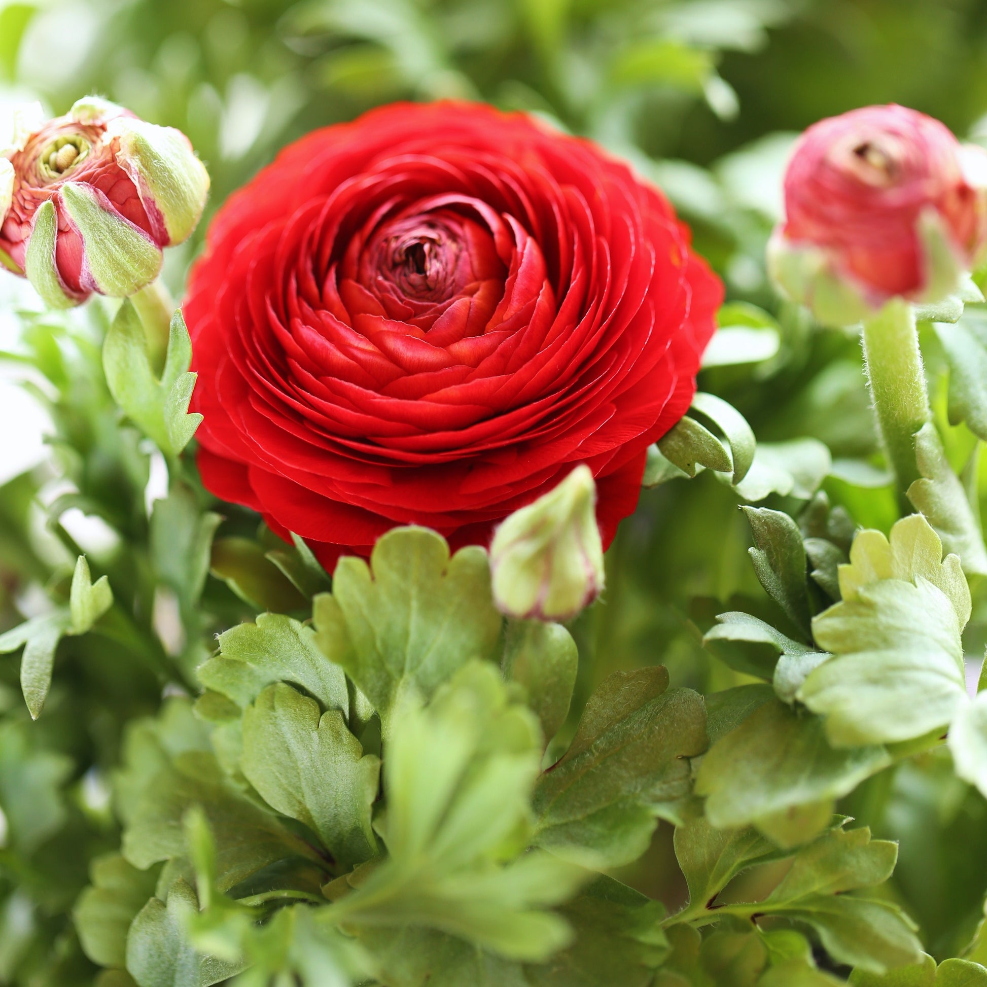 Rote Ranunkeln - Ranunculus red - Bakker