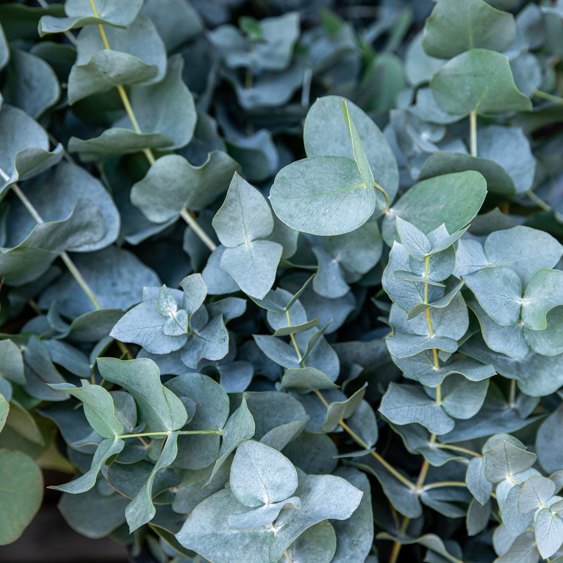 Eukalyptus Baby Blue - Eucalyptus pulverulenta Baby Blue - Bakker
