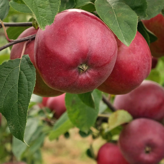 Apfelbaum Marilyn Red - Bakker