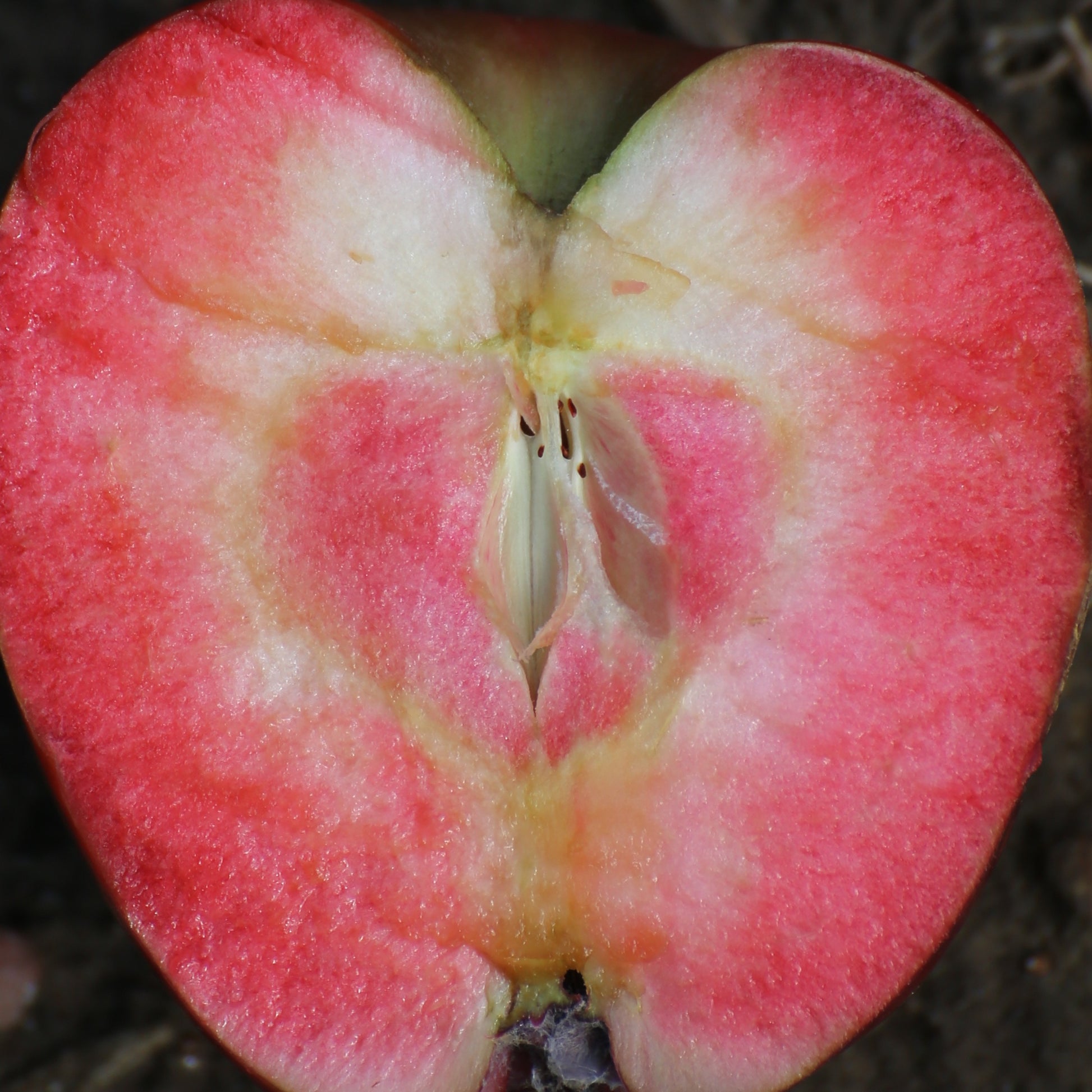Apfelbaum Marilyn Red - Malus domestica 'marilyn red' - Bakker