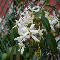 Waldrebe Little White Charm - Clematis armandii 'little white charm' - Bakker