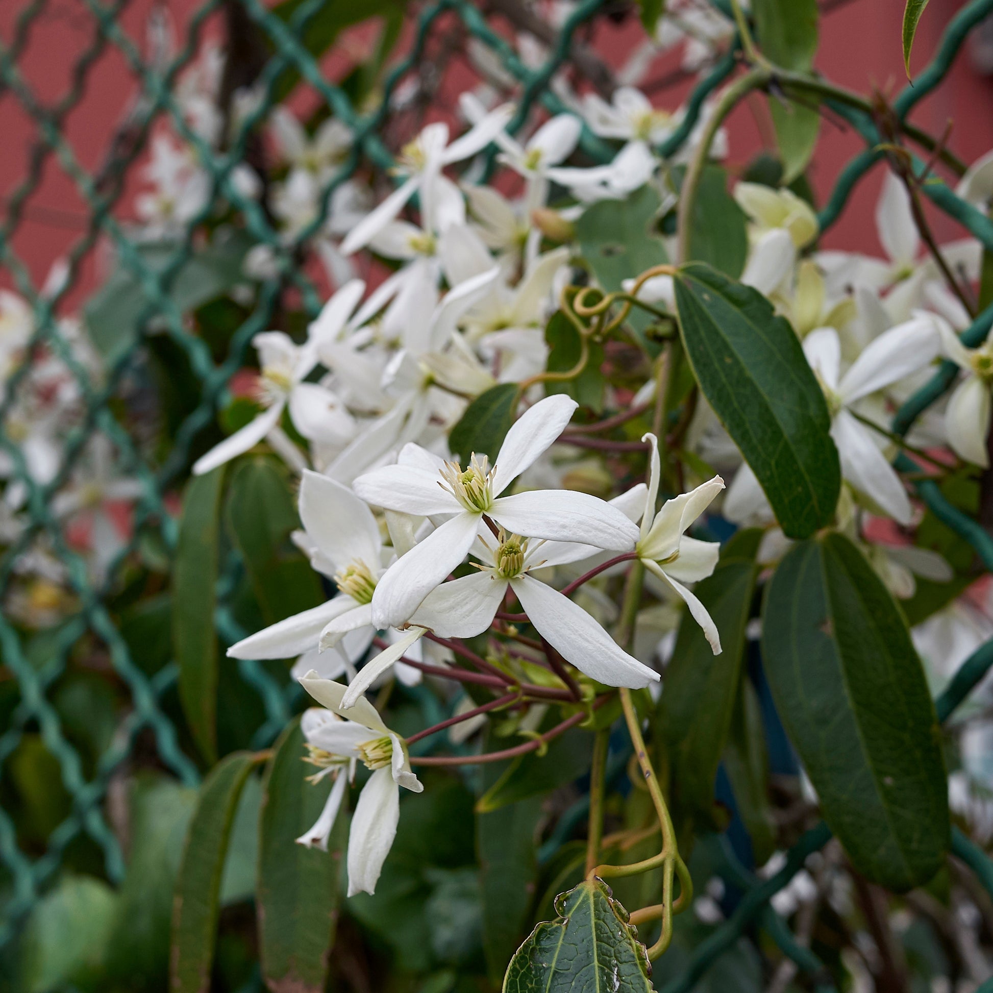 Waldrebe Little White Charm - Clematis armandii 'little white charm' - Bakker