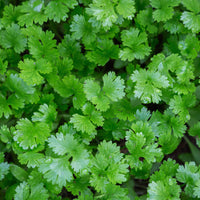 Coriandrum sativum - Koriander - Kräuterpflanzen