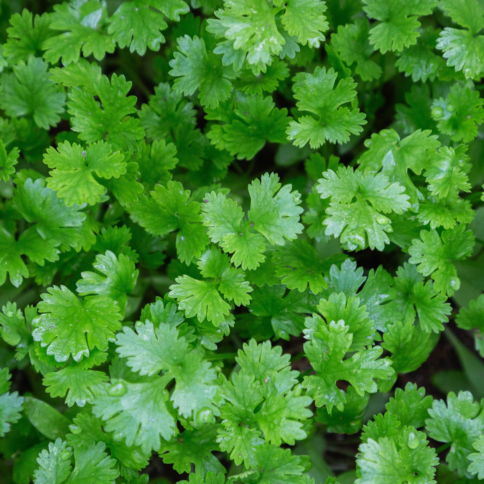 Coriandrum sativum - Koriander - Kräuterpflanzen