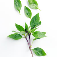 Kräuterpflanzen - Thai-Basilikum - Ocimum basilicum var. thyrsiflora