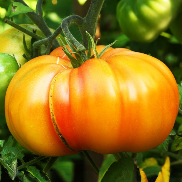 Ananas-Tomate - Bakker