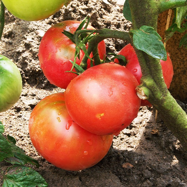 Tomate 'Berner Rose' (x3) - Bakker