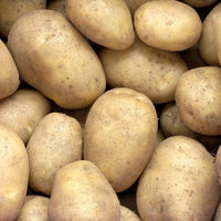 Kartoffel 'Minette' (x25) - Bakker