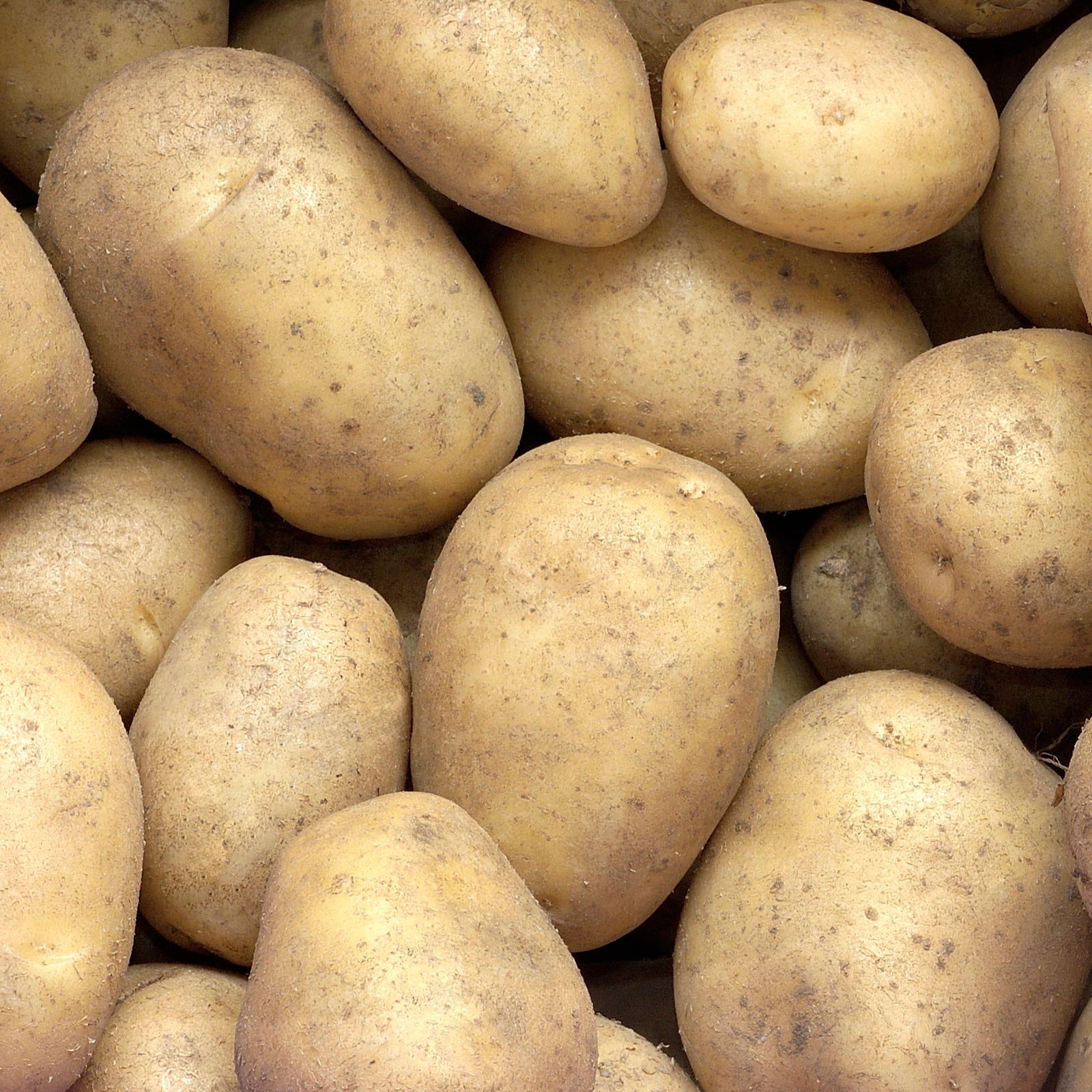 Kartoffel 'Minette' (x25) - Bakker