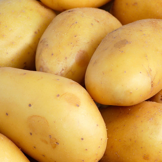 Kartoffel 'Goldmarie' (x25) - Bakker