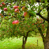 Apfelbaum ‘Jonagold’ - Malus domestica jonagold - Bakker