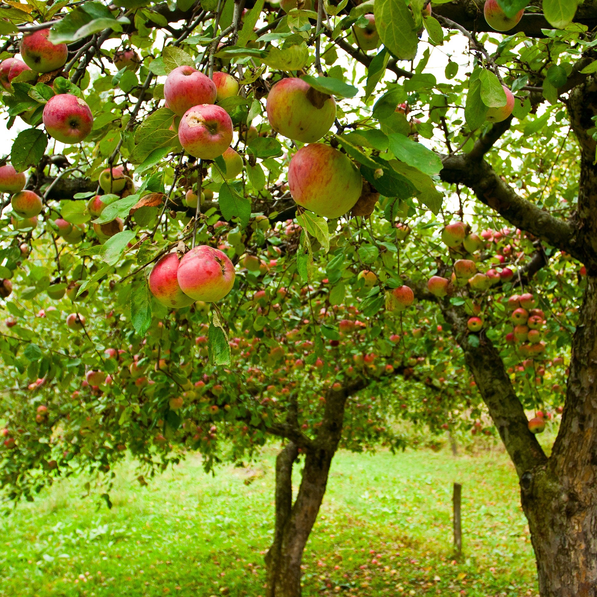 Apfelbaum ‘Jonagold’ - Malus domestica jonagold - Bakker