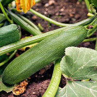 Zucchini Storr's Green F1 - Cucurbita pepo  storr's green f1 - Bakker
