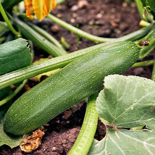 Zucchini Storr's Green F1 - Cucurbita pepo  storr's green f1 - Bakker